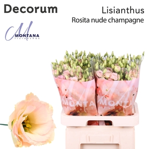 Lisianthus Rosita nude champagne 70cm