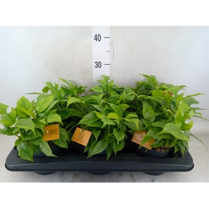 Monstera delic. 'Piccolo'