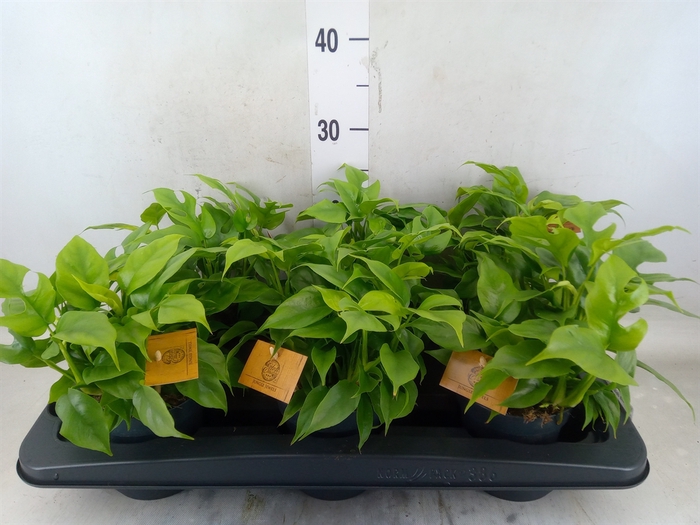 <h4>Monstera delic. 'Piccolo'</h4>