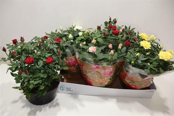 <h4>Ro Fav Ro Gem 4 Srt</h4>