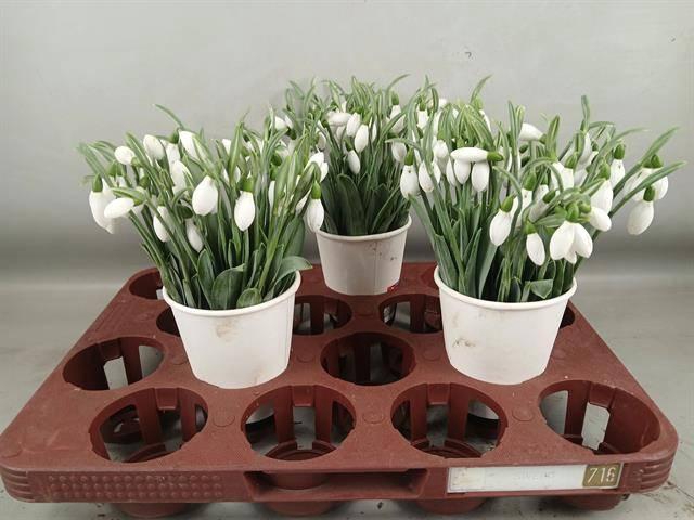 <h4>GALANTHUS NIVALIS BS</h4>
