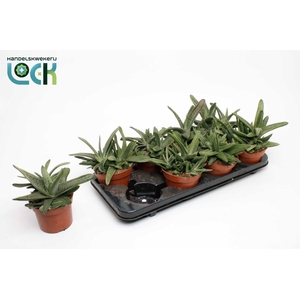 Gasteria Littele Worthy