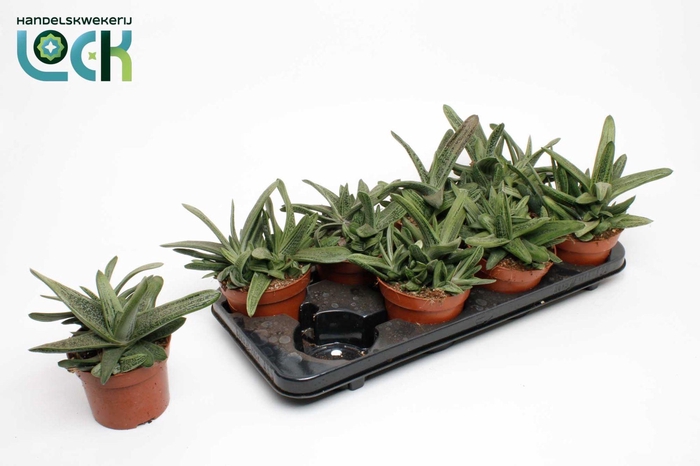 <h4>Gasteria Littele Worthy</h4>