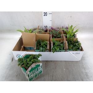 Planten  ..in schaal L%