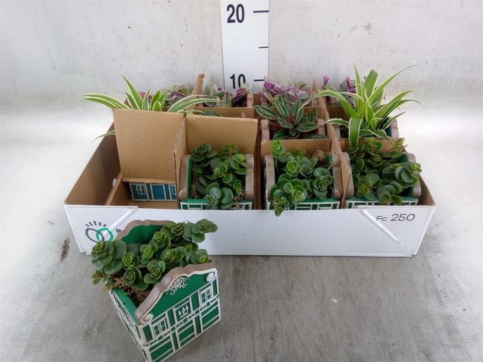 <h4>Planten  ..in schaal L%</h4>