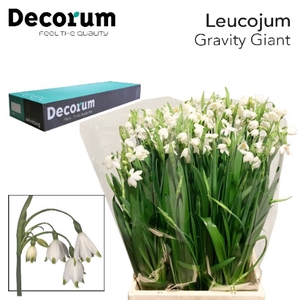 Leucojum Gravitey Giant Big Box 300