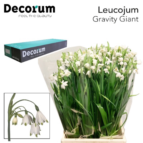 <h4>Leucojum Gravitey Giant Big Box 300</h4>