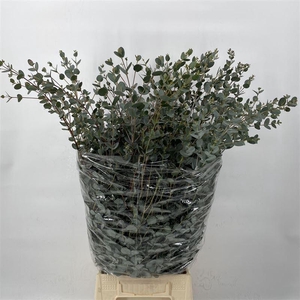 Eucalyptus gunnii   .../bos
