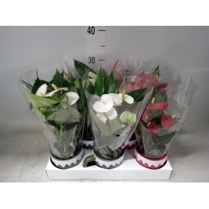 Anthurium   ...mix