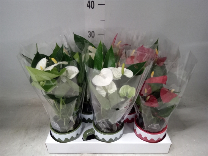 <h4>Anthurium   ...mix</h4>