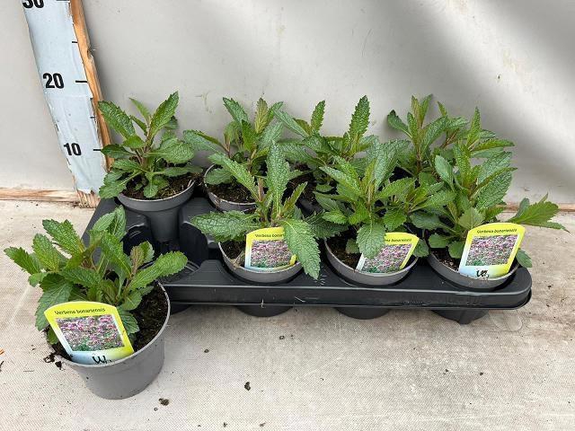 <h4>VERBE BONARIENSIS</h4>