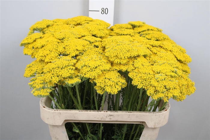<h4>Achil F Parker Variety</h4>