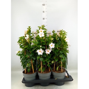 Mandevilla am. 'Diaman Jade White'