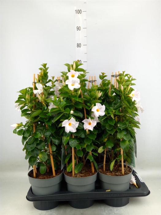 <h4>Mandevilla am. 'Diaman Jade White'</h4>