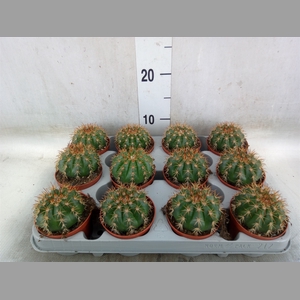 Cactus   ...