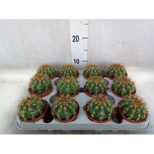 Cactus   ...