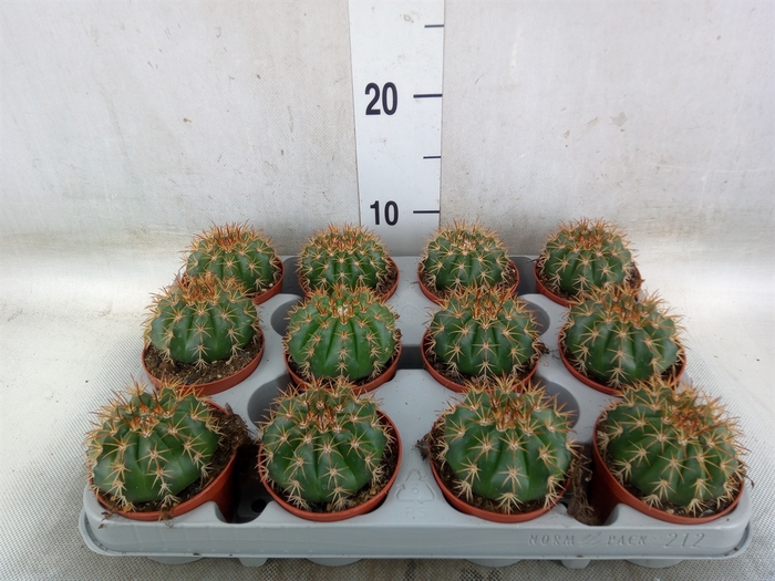 <h4>Cactus   ...</h4>