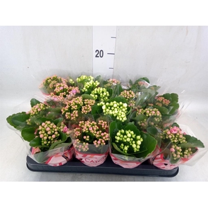 Kalanchoe blos.   ..rosebud mix  5
