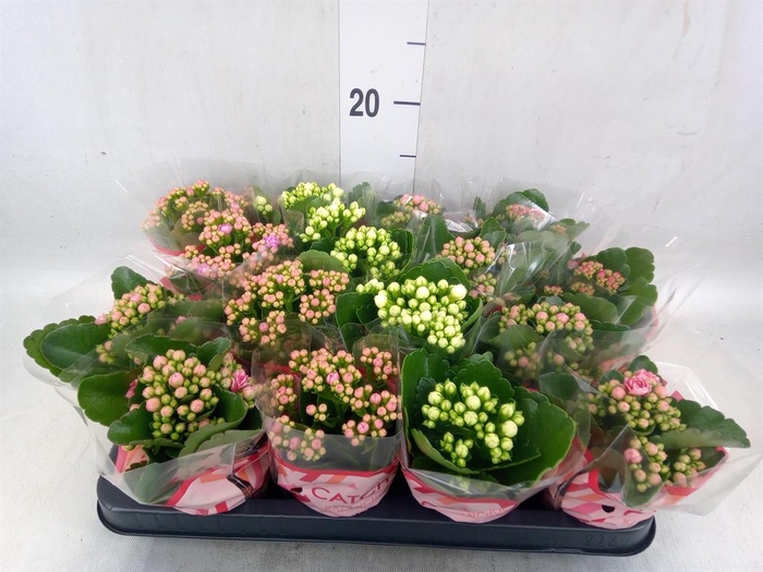 <h4>Kalanchoe blos.   ..rosebud mix  5</h4>