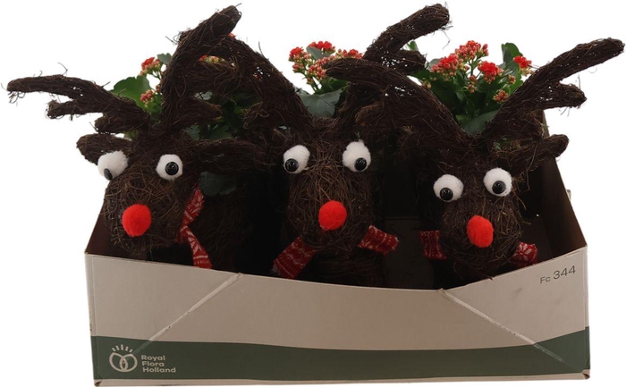 <h4>Arr Kalanchoe Rendier</h4>