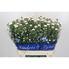 Aster Cassy