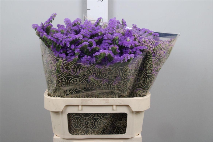 <h4>Lim S Sky Birds</h4>