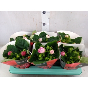 Sinningia  'Sonata'   ...mix