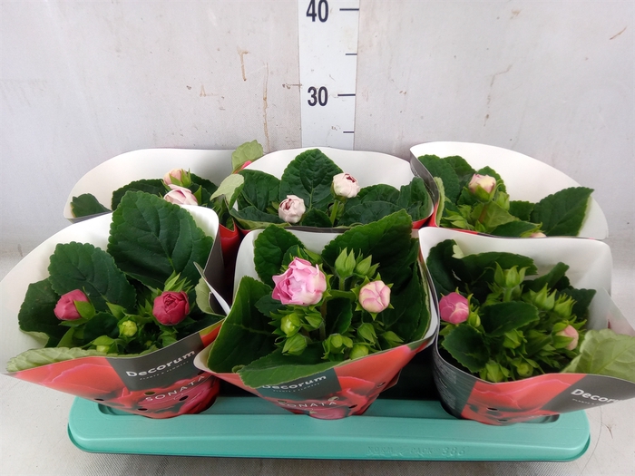 <h4>Sinningia  'Sonata'   ...mix</h4>