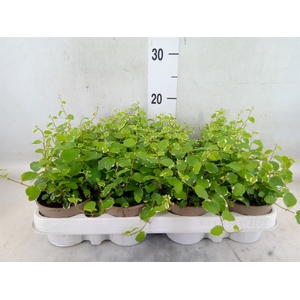 Ficus pumila 'White Sunny'