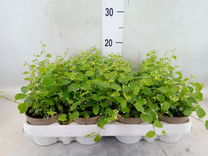 <h4>Ficus pumila 'White Sunny'</h4>
