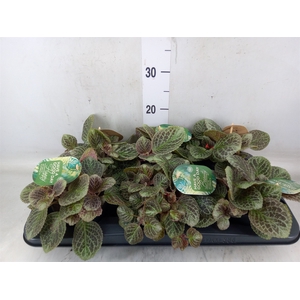 Episcia   ...