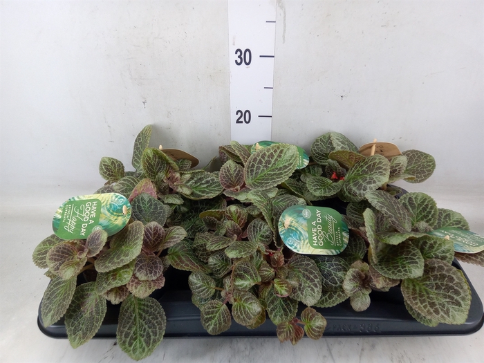 <h4>Episcia   ...</h4>