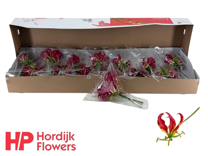 <h4>GLORIOSA ROTHSCHILD</h4>