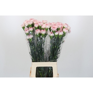 Dianthus St Confort