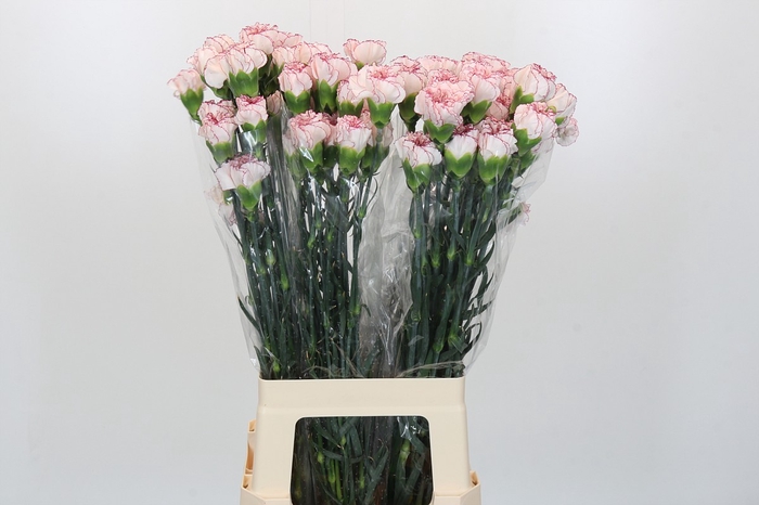 <h4>Dianthus St Confort</h4>