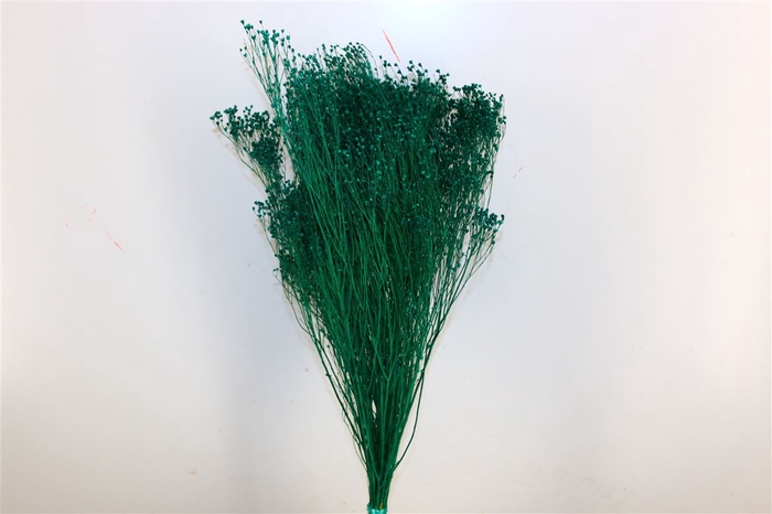 Dried Broom Bloom Dark Green Bunch