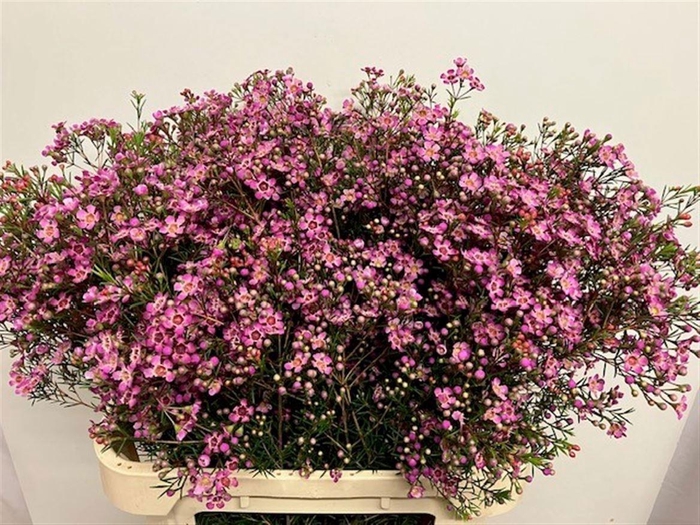 <h4>CHAME XANADU</h4>