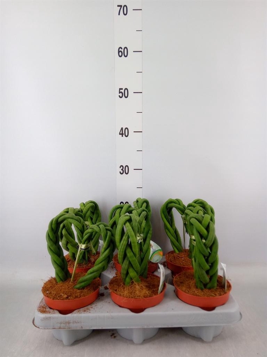 <h4>Sansevieria ...</h4>