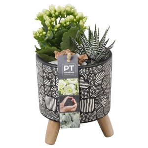 PTSD5714 Arrangementen kamerplanten