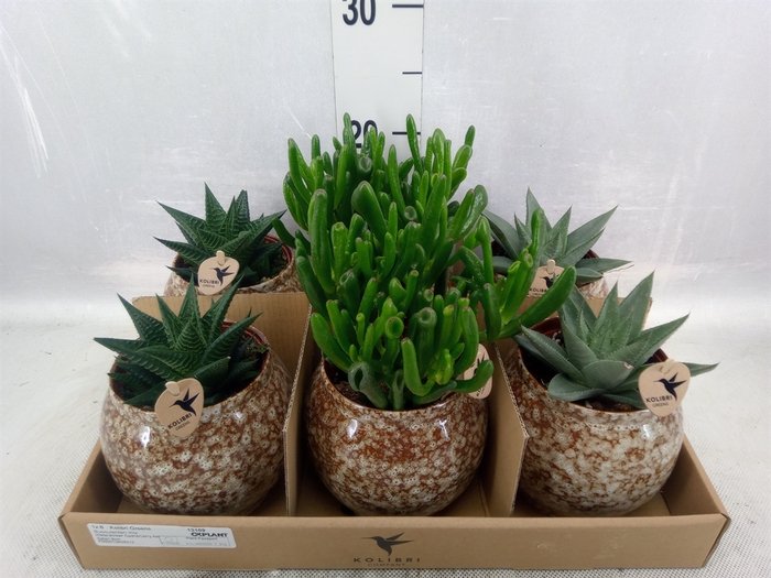 <h4>Succulents   ...mix 3</h4>