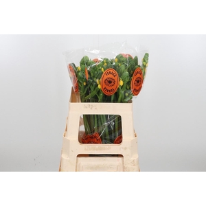 Ornithogalum Dubium Yellow