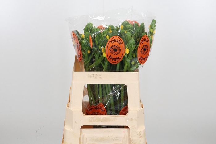 <h4>Ornithogalum Dubium Yellow</h4>