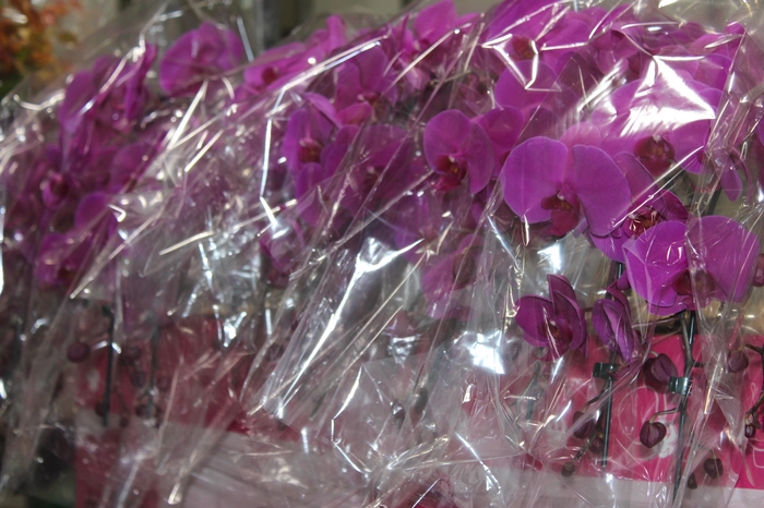 <h4>PHALAENOPSIS CASCATA ESPECIAL P15 PINK 2 HT</h4>