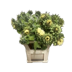 Helianthus Pro Cut White Nite