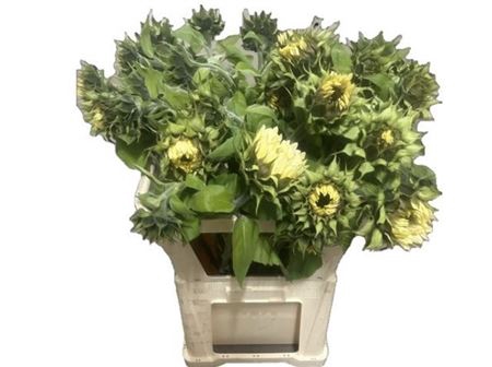 <h4>Helianthus Pro Cut White Nite</h4>