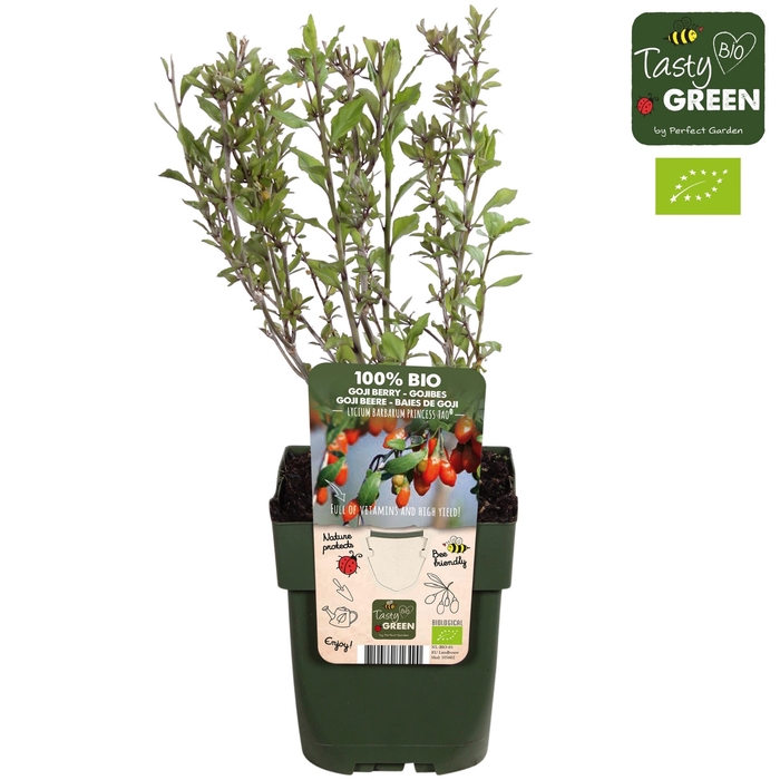 <h4>Lycium barb. Princess Tao® P13 - Tasty Green bio</h4>
