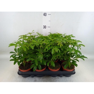 Schefflera arbor. 'Luseana'