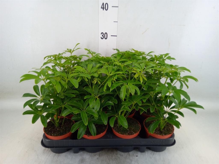 <h4>Schefflera arbor. 'Luseana'</h4>