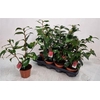 Camellia Japonica 10+