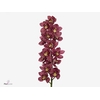 Cymbidium Big Berry 80 cm X8